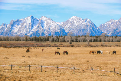 Horses in grand teton national park wyoming landscape 