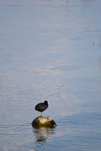 Duck swimming in lake