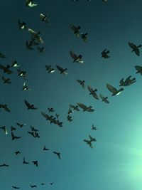 Low angle view of birds flying against clear sky