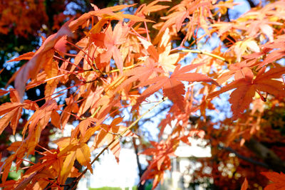 Close-up low angle view of leaves