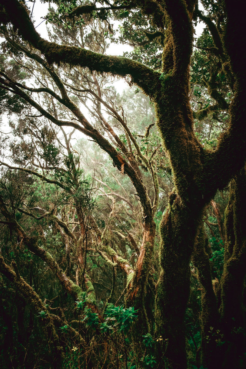 tree, plant, natural environment, branch, green, forest, nature, growth, land, tree trunk, trunk, sunlight, beauty in nature, woodland, leaf, tranquility, no people, day, outdoors, jungle, environment, rainforest, scenics - nature, flower, tranquil scene, non-urban scene, old-growth forest, low angle view, landscape