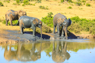 Elephant drinking water in lake