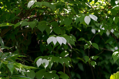 Close-up of white flowers blooming outdoors