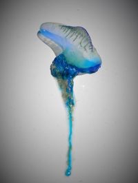 Close-up of jellyfish against white background