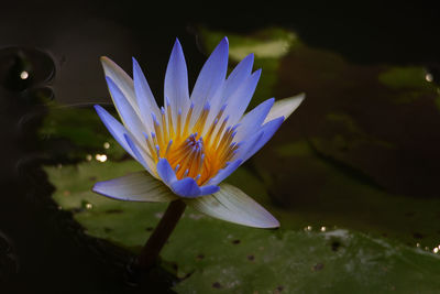 Close-up of lotus water lily in pond