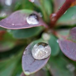 Close-up of plant against blurred background