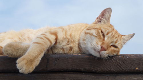 Close-up of cat sleeping