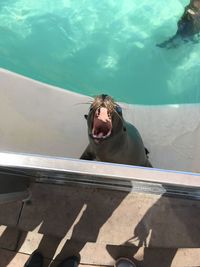 High angle view of man swimming in pool