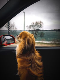 Dog looking through car window