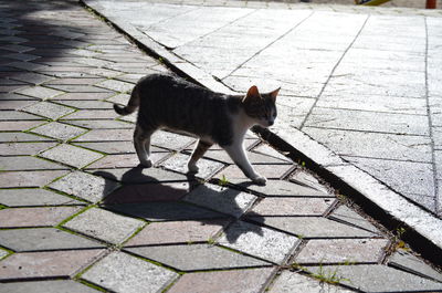 High angle view of cat on footpath