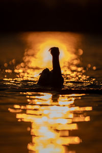 High angle view of man swimming in lake