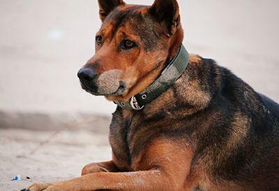 Close-up of dog