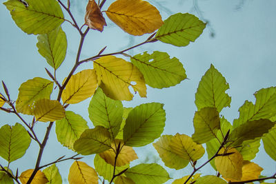 Low angle view of leaves against clear sky