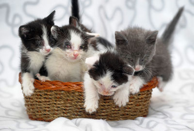 Cats relaxing in basket