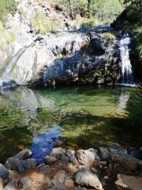 Scenic view of stream in forest