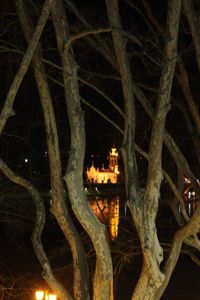 Illuminated tree against sky at night