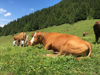 Cows in a field