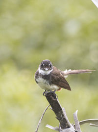 Close-up of bird perching on branch