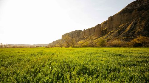 Scenic view of field against clear sky