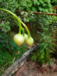 Close-up of tomatoes growing on plant