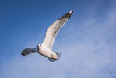 Low angle view of seagull flying