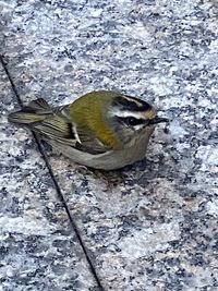 High angle view of bird on snow