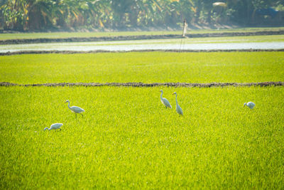 Scenic view of birds on field