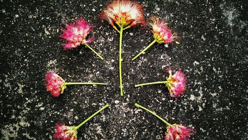 Close-up of pink flowers