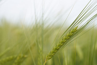 Close-up of crops