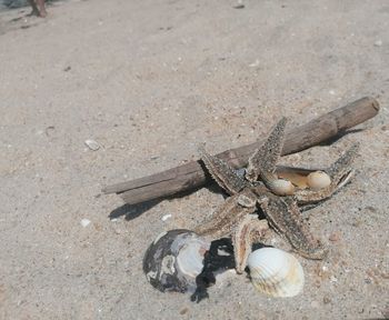 High angle view of seashell at sandy beach