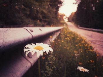 Close-up of daisy blooming by empty road