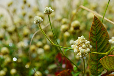 Close-up of flowering plant