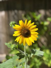 Close-up of yellow flowering plant