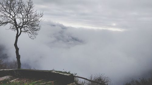 Bare tree on landscape against sky