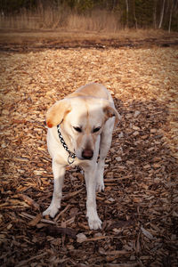 Young labrador of a moor landscape