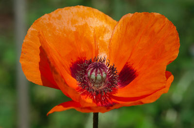 Close-up of orange poppy