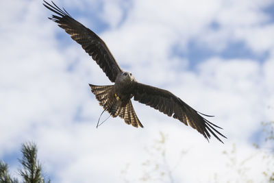 Red kite in flight against a cloudy sky 