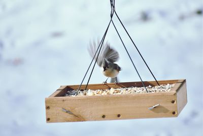 Close-up of bird perching on wood