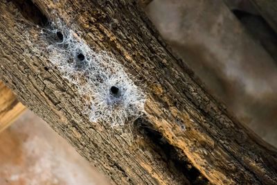 Close-up of lizard on tree trunk