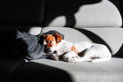 Cute jack russell dog sleeping on sofa at home during sunny day. relax indoors