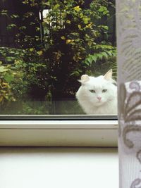 Portrait of cat on window sill