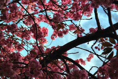 Low angle view of cherry blossom tree