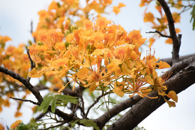 Low angle view of flower tree against sky