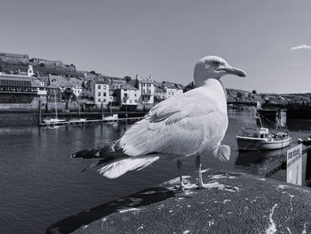 Seagull on a bin