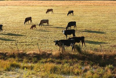 Cows grazing on field