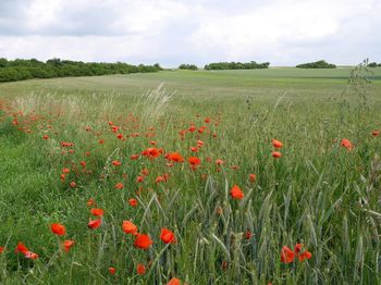 Red poppy flowers in field