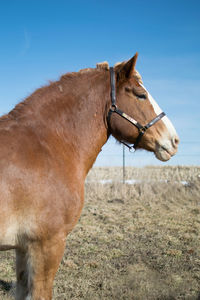 Side view of horse standing on field against clear blue sky