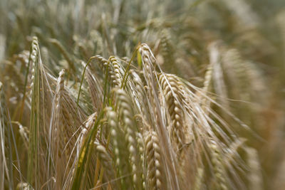 Close-up of wheat field