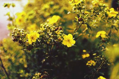 Close-up of yellow flowering plants on field