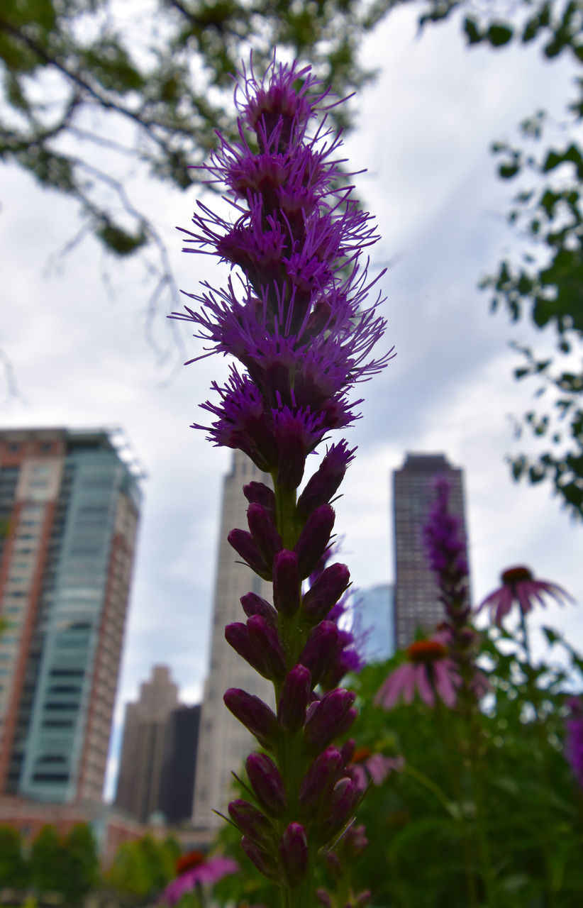 CLOSE-UP OF PURPLE FLOWERING PLANT AGAINST BUILDING